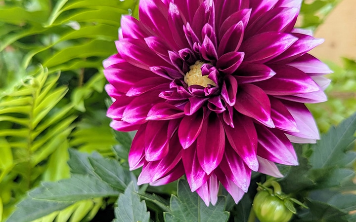 Serre de fleurs Pépinière Orléans.