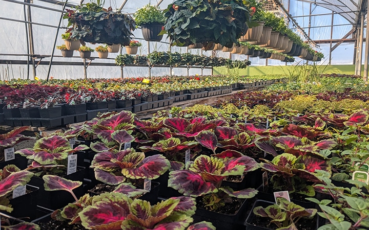Serre de plantes à Québec.