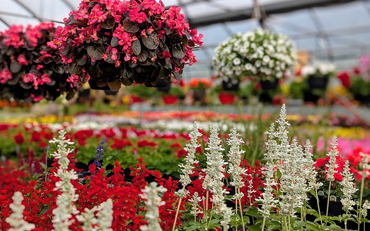 Serre de plantes à Québec.