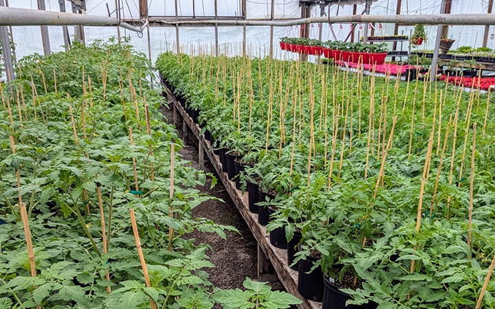 Serre de plantes à Québec.
